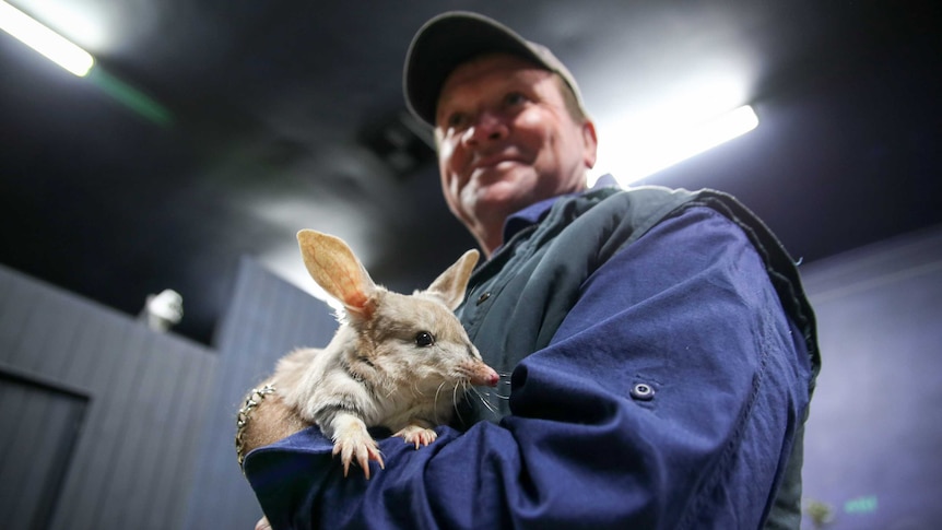 A man holding a bilby