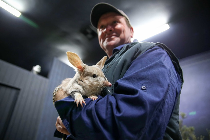 A man holding a bilby