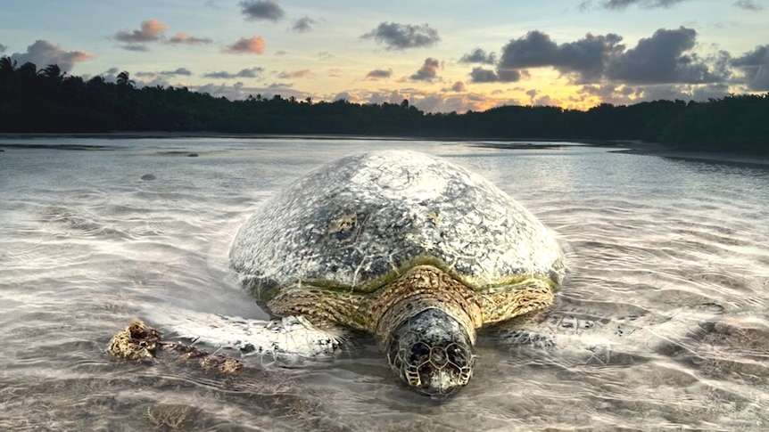 a bown/green turtle on sand with sun behind 