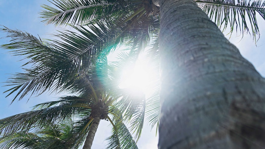 A bright sun can be seen through the leaves of palm trees.