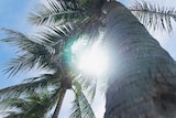 A bright sun can be seen through the leaves of palm trees.