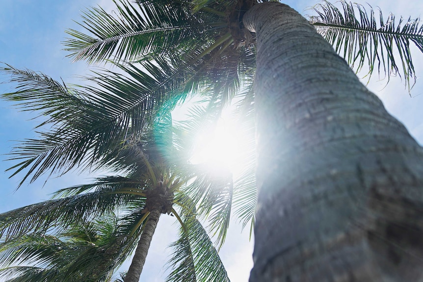 A bright sun can be seen through the leaves of palm trees.