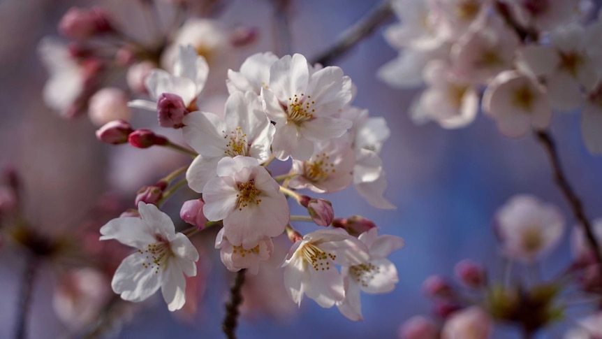 Cherry blossom flowers in bloom