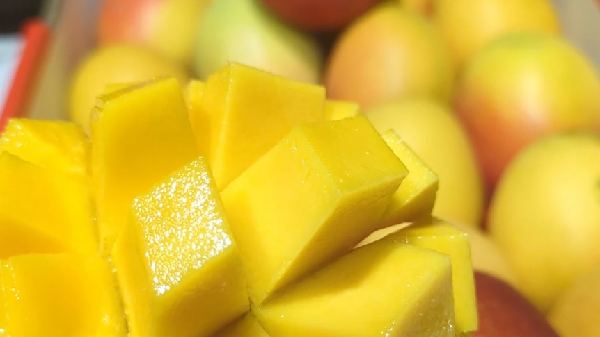 An orange mango sliced before blurred whole mangoes.