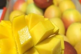 An orange mango sliced before blurred whole mangoes.