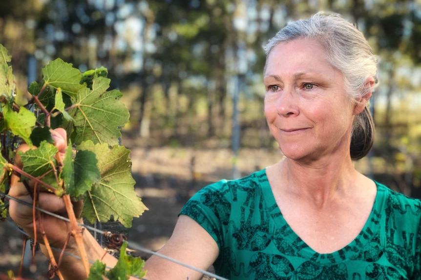 A woman inspects pinot noir grape vines.