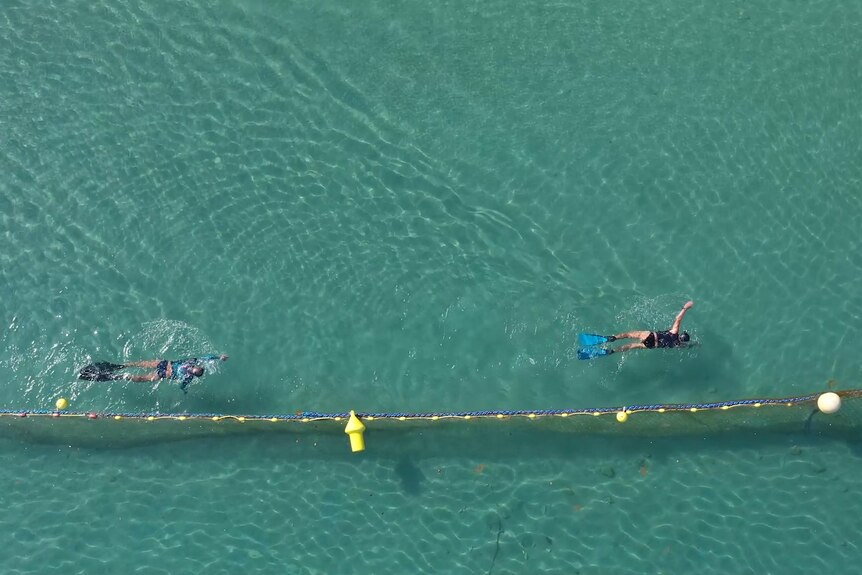 Aerial drone image of two swimmers swimming along a roped-off area at a beach in blue-green water. 