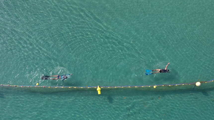 Aerial drone image of two swimmers swimming along a roped-off area at a beach in blue-green water. 