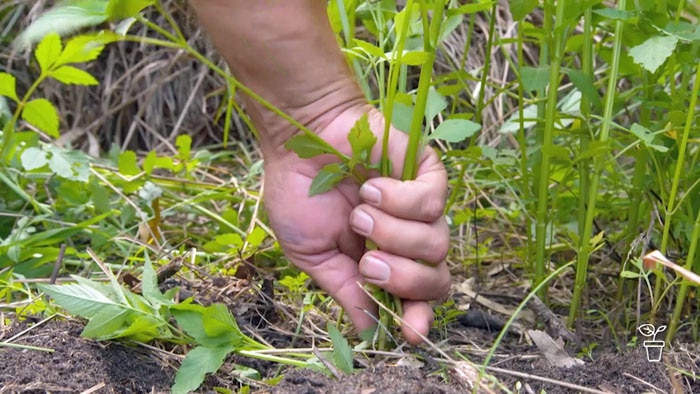 Hand pulling weeds out of the ground