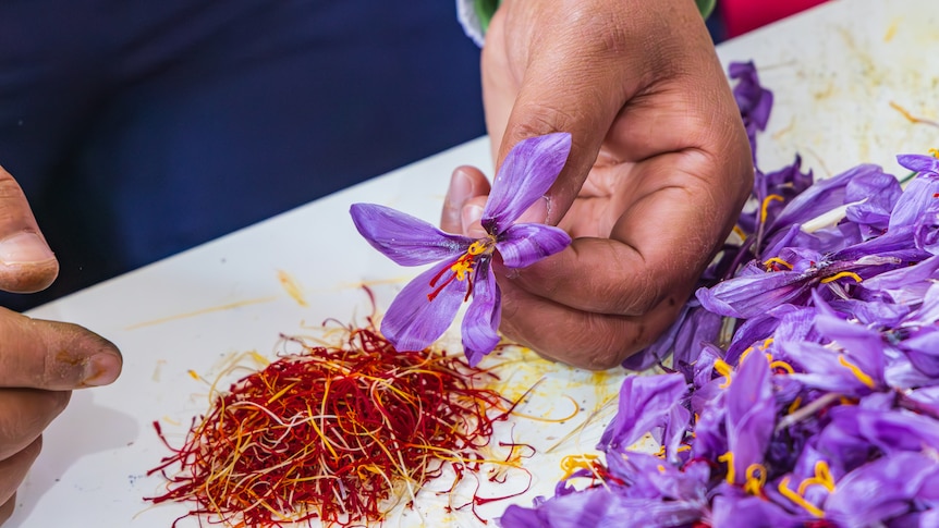 a pair of brown hands holding a purple crocus flower with a pile of yellow/red saffron threads on the table