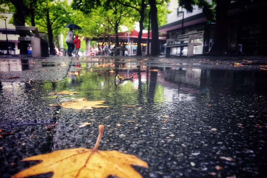 leaf on wet road in Garema Place in Canberra