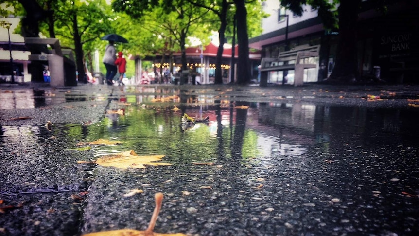 leaf on wet road in Garema Place in Canberra