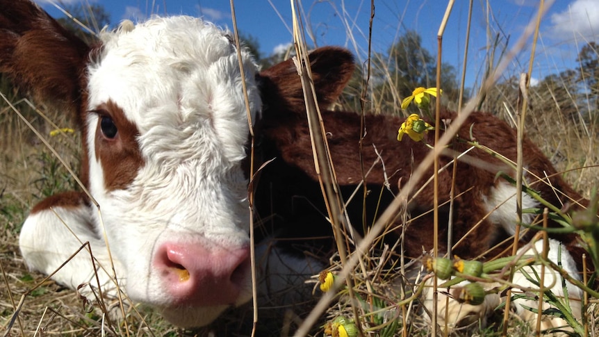 Young Hereford calf lying in the grass.