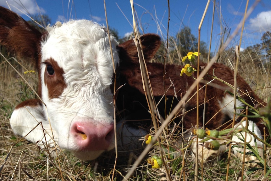 Young Hereford calf lying in the grass.