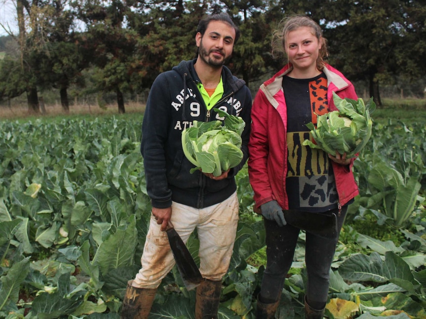 Two backpackers stand holding cabbage.