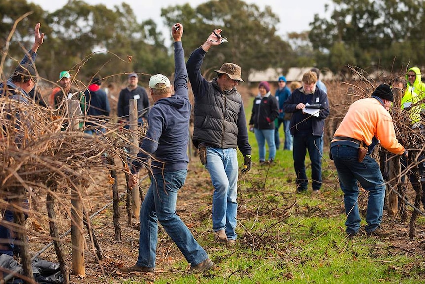 The Barossa pruning team Cutting edge celebrating their win with a dance on the vineyard.