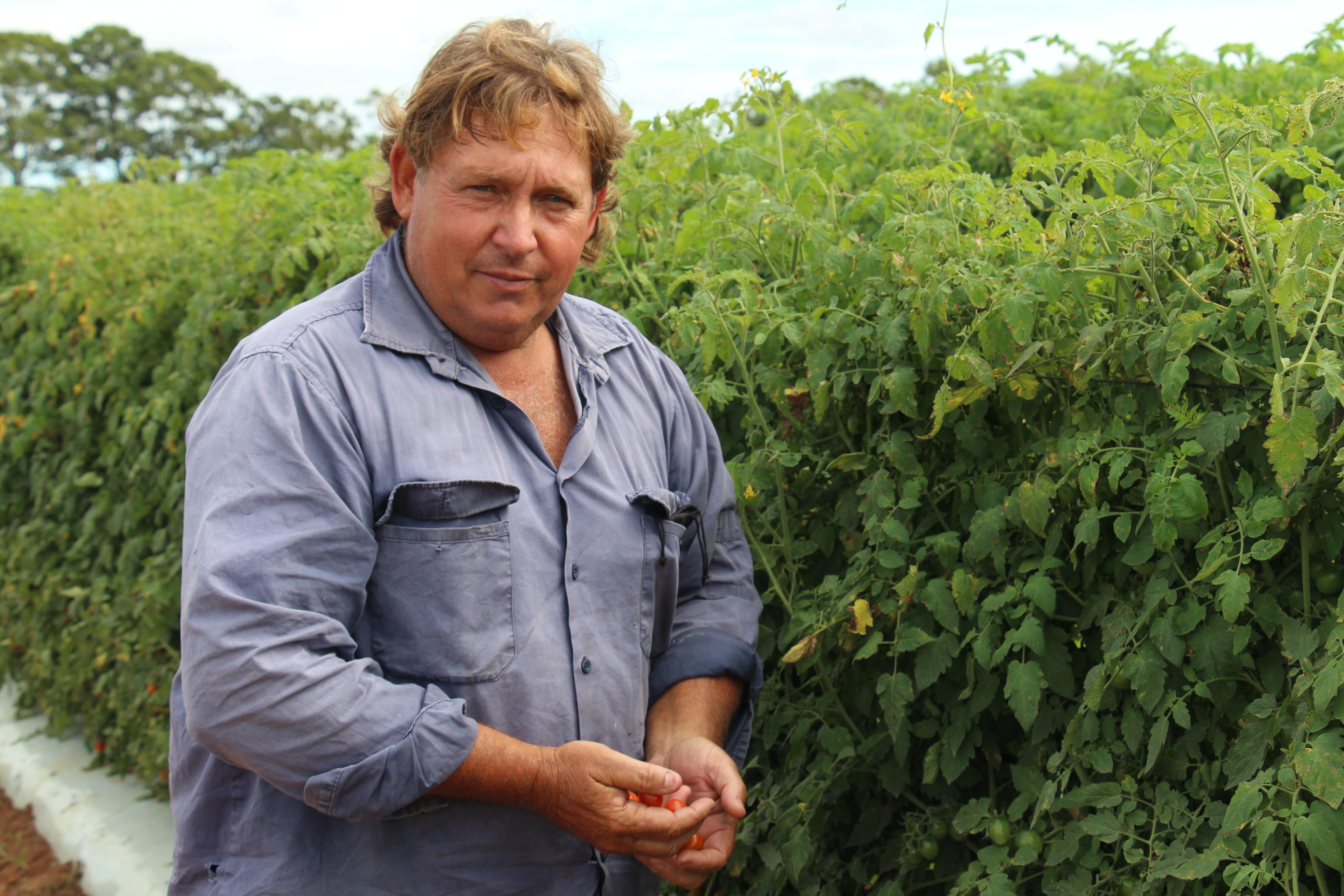 A farmer wearing a blue shirt standing next to a tomato vine and holding some fruit in his hands