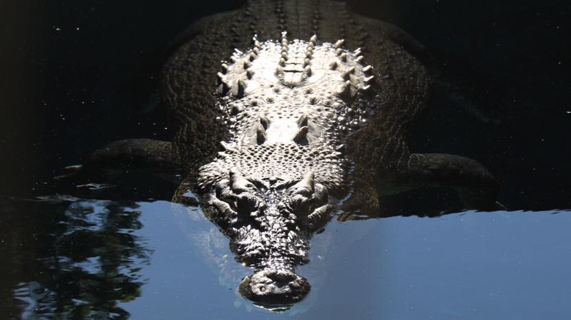 Crocodile lurks as tourist stuck at Crocosaurus Cove