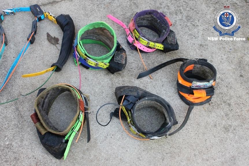Dog Collars on display after being seized by Police during a raid in Wagga