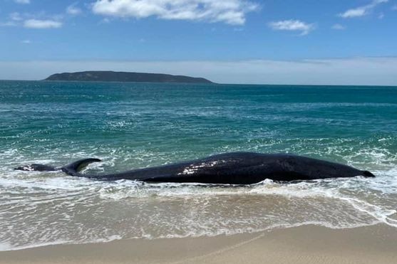 Sperm whale stranded on a beach.