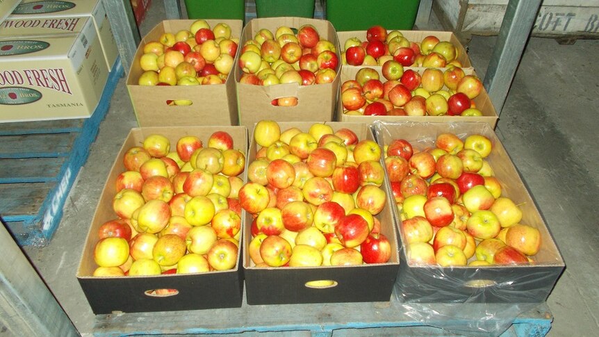 Boxes of Tasmanian apples