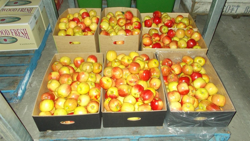 Boxes of Tasmanian apples