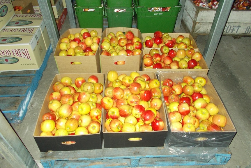 Fully laden boxes of apples inside a packing shed in Tasmania