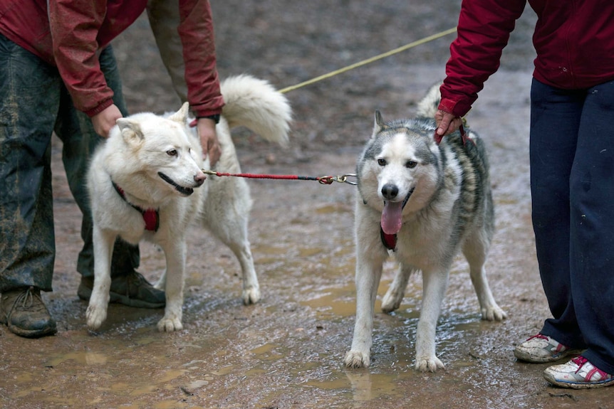 Mud is no problem, these sled dogs are ready to race despite the soggy weather.