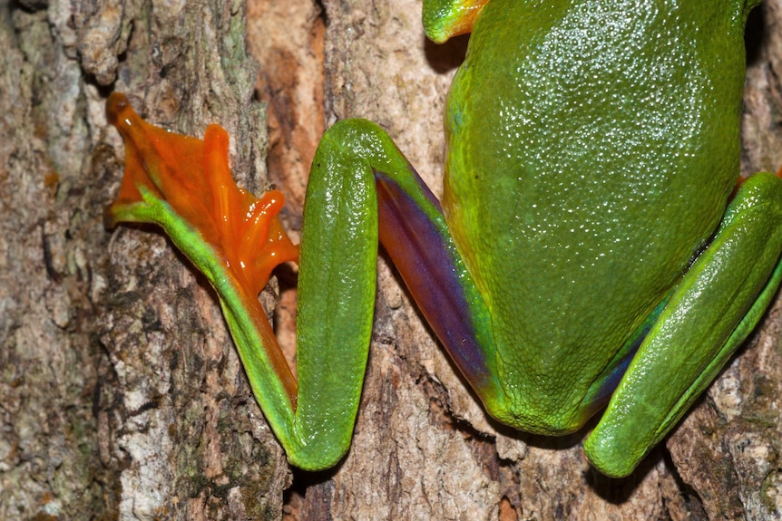 Cape York Graceful Treefrog