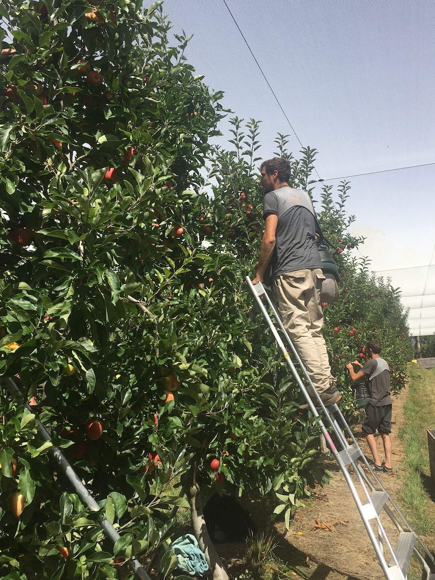 Jobseekers targeted for fruit picking