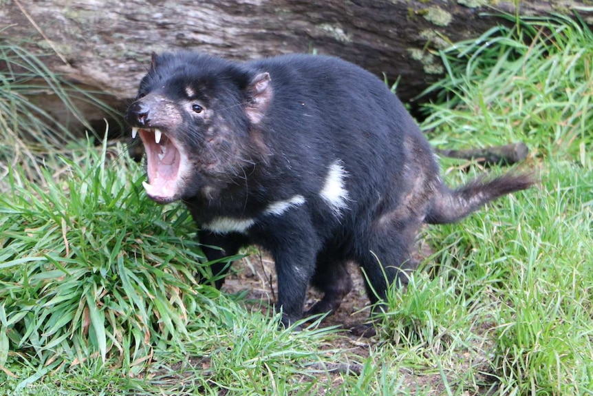 Male Tasmanian Devil at sanctuary Cradle Mountain