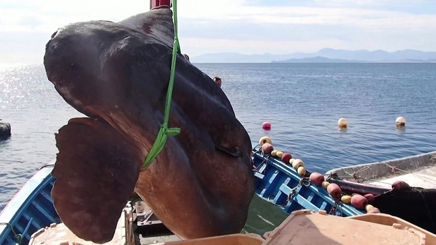 Massive sunfish found in Mediterranean Sea brought momentarily