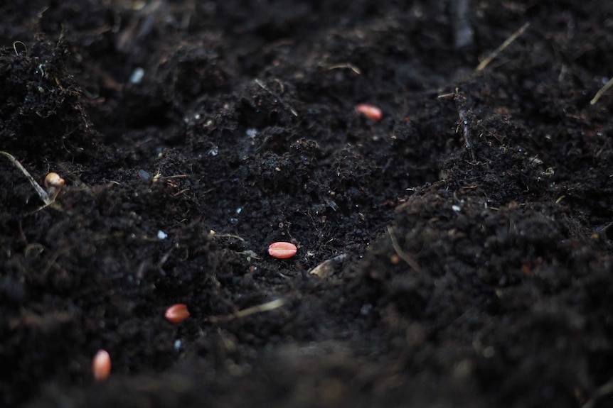 Pinkish looking seeds scattered on dark soil.