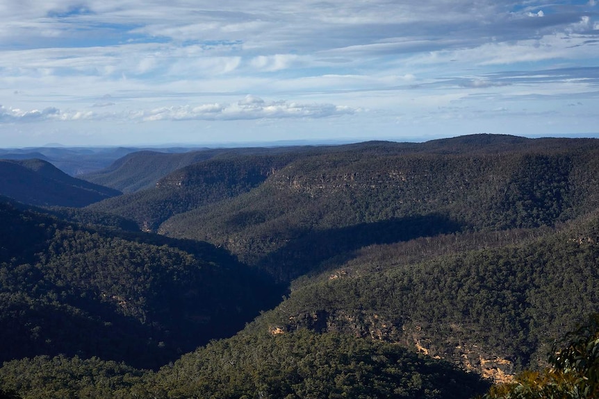 Trees growing in all directions out to the horizon