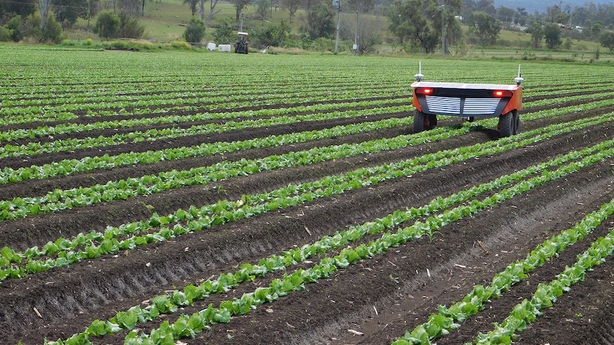 A four-wheeled robot drives between the rows of a leafy green vegetable crop.