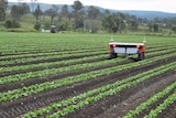 A four-wheeled robot drives between the rows of a leafy green vegetable crop.