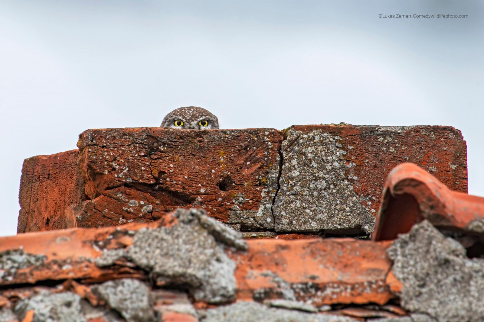 An grey owl's head pops out from behind a pile of red bricks. Only its eyes and above can be seen. 