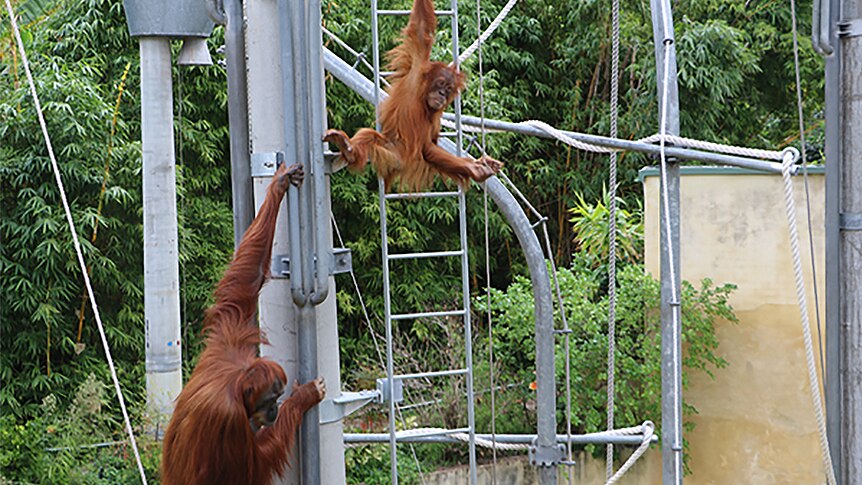Orangutans climb on a metal and rope structure with trees in the background.