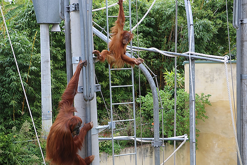 Orangutans climb on a metal and rope structure with trees in the background.