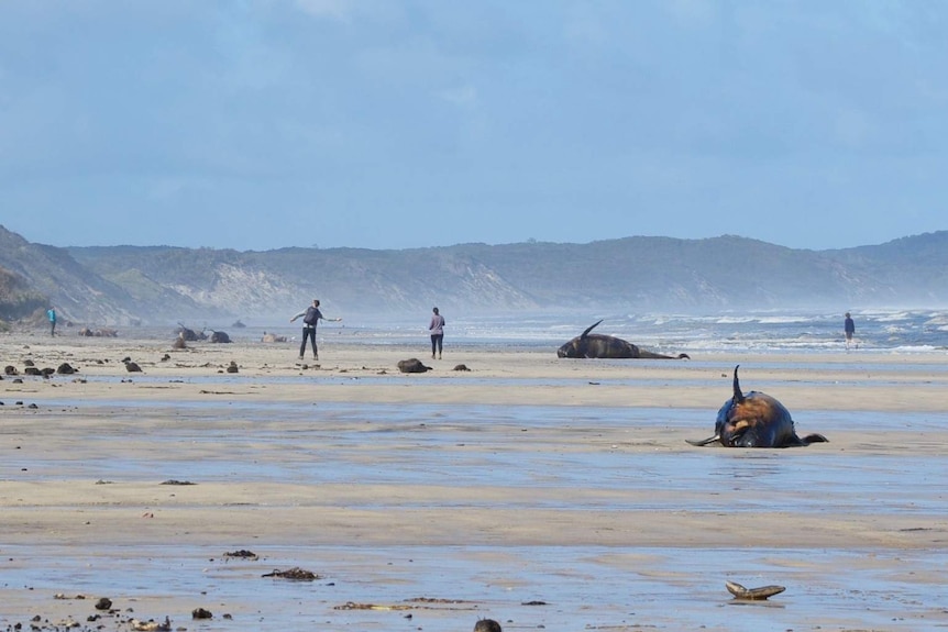 Two dead whales on the sand at Ocean Beach, people exercising in the background