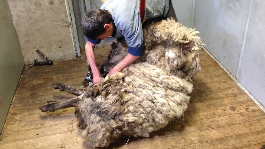 Cecil the sheep being shorn