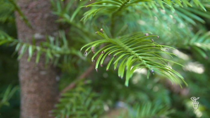 Wollemi Pine