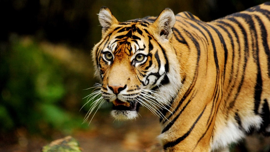A tiger walks at Taronga Zoo