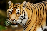 A tiger walks at Taronga Zoo