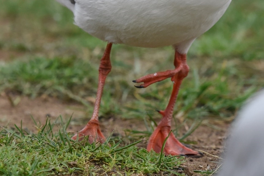 The orange legs of a bird, showing a third foot.