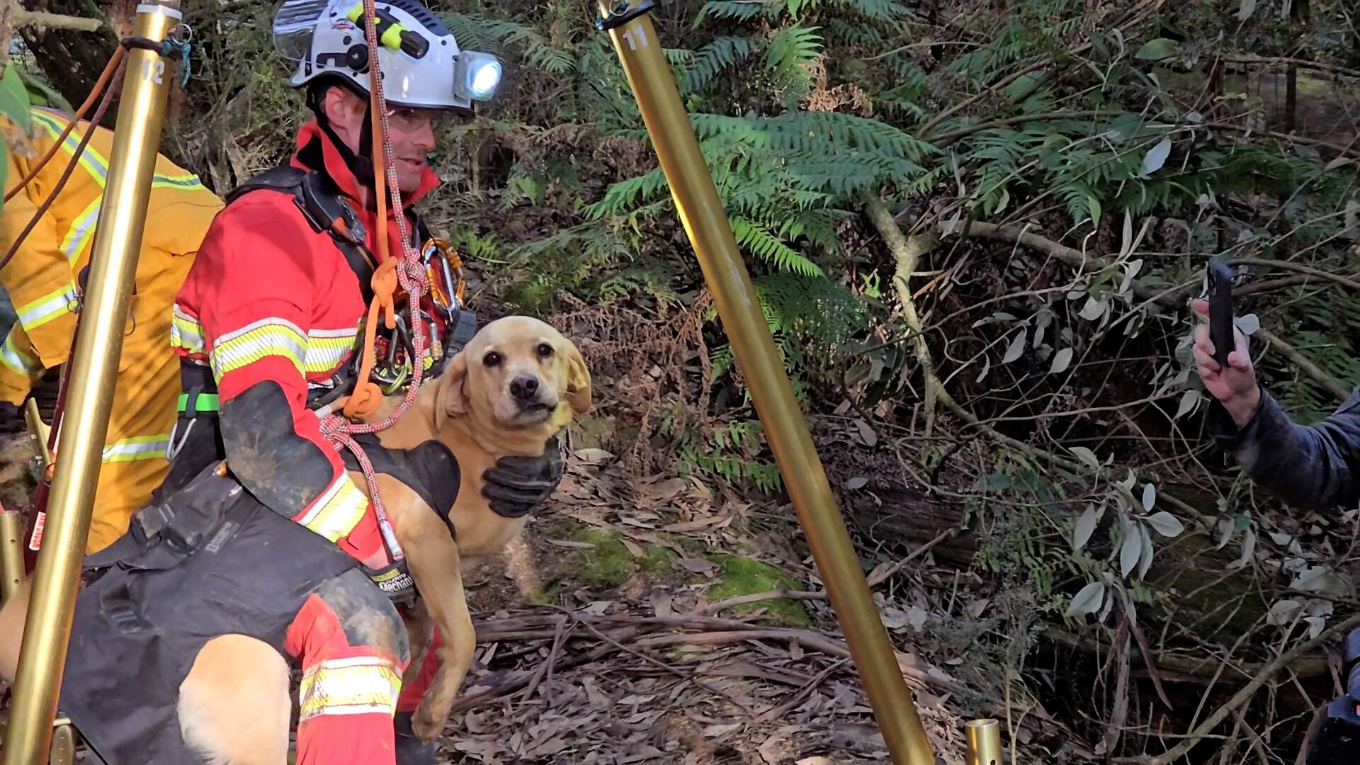 Missing pet Labrador rescued from Victorian mine shaft - ABC News