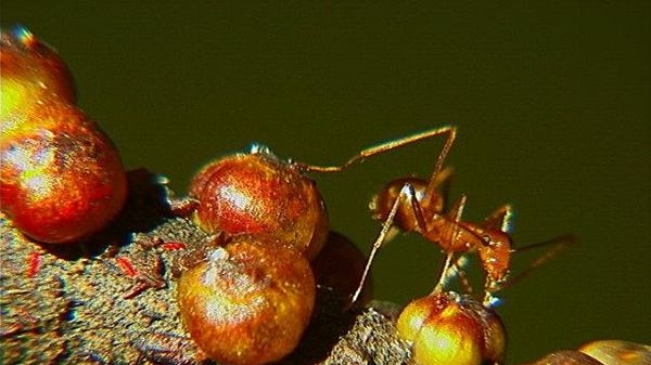 Yellow Crazy Ant