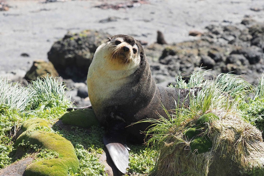 A male fur seal.