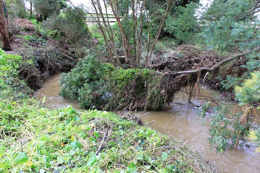 Locals are worried about debris build-up at Stockyard Creek in Foster, South Gippsland.