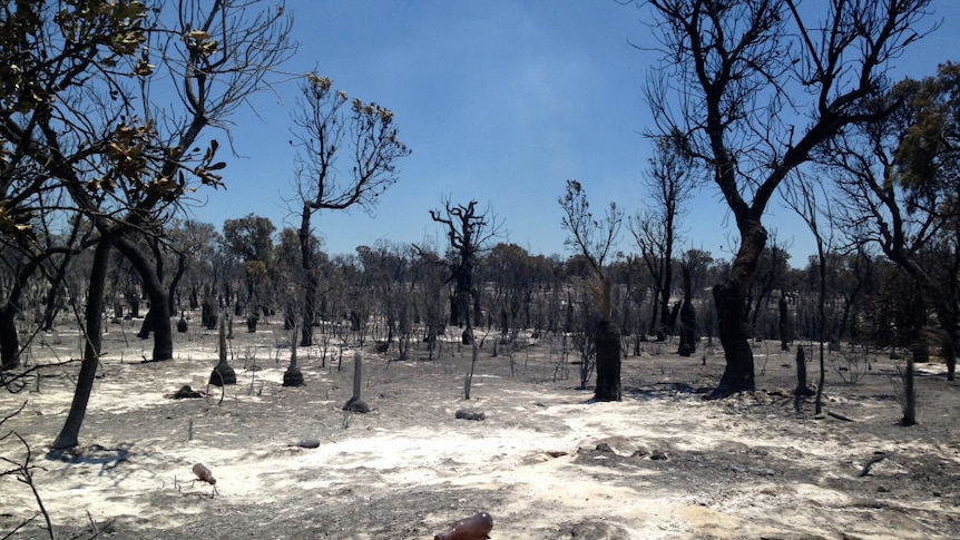 Burnt out bush after the Bullsbrook fire in WA 11 January 2014